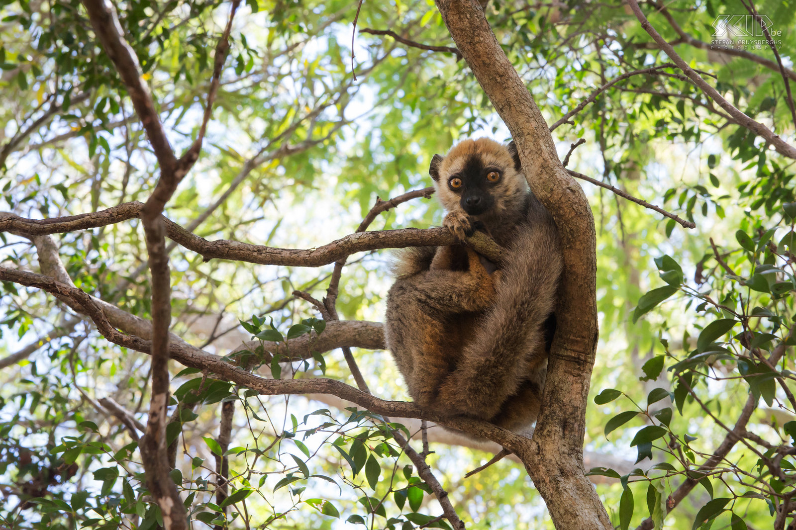 Kirindy - Jonge 'red-fronted brown' maki Nieuwsgierge jonge ‘red-fronted brown lemur’ (Eulemur rufifrons) Stefan Cruysberghs